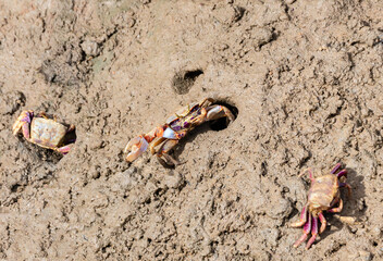 Uca tangeri or Afruca tangeri is a species of fiddler crab that lives along the Atlantic coasts of southwestern Europe and western Africa. It is one of the largest species of fiddler crab