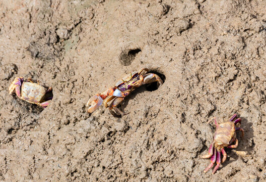 Uca tangeri or Afruca tangeri is a species of fiddler crab that lives along the Atlantic coasts of southwestern Europe and western Africa. It is one of the largest species of fiddler crab
