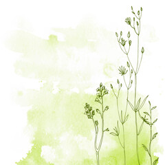 Flowers and herbs line on watercolor background