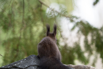 Beautiful fox squirrel watching the environment - back view, blurred evergreen tree branches © Wolfgang Unger/Wirestock