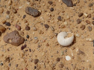 Ancient seashell fossils in the desert of Fayoum in Egypt © Rania
