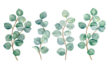 watercolor set of abstract eucalyptus leaves  isolated on white background, hand painted botanical illustration for wedding, print, fabric , etc. © lena.livaya