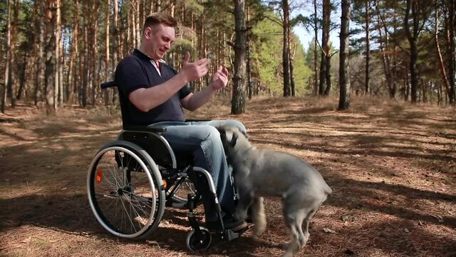 A disabled man plays with a dog, therapeutic therapy through dog training. A person in a wheelchair. Selective focus