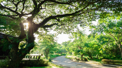 Beautiful bottom view of green tree with blue sky background, Dark forest with flare light, Beautiful nature view under the tree in summer