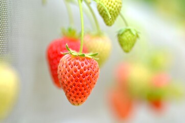 実ったいちご
