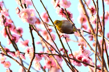 梅に止まったメジロ