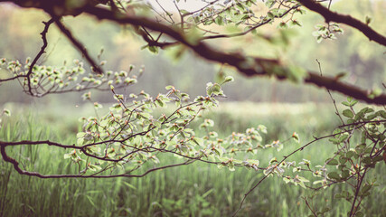 Frühlingsblätter in diffusem Sonnenlicht