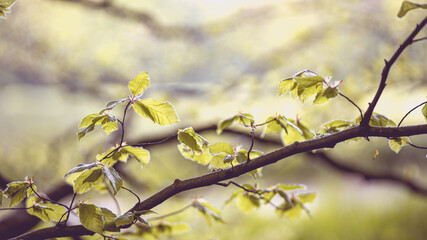 Frühlingsblätter in diffusem Sonnenlicht