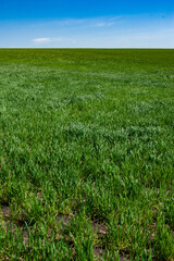 Green arable land is the land under temporary agricultural crops