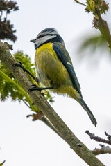 blue tit on a branch