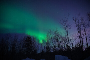 Fototapeta premium northern lights (aurora) in the winter forest