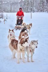 a husky dog sled carrying a sleigh with people in a snowy forest © Олег Спиридонов