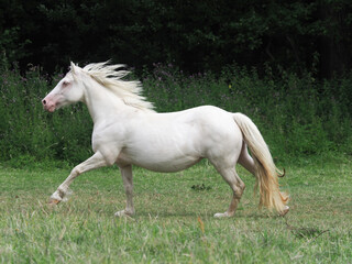 Obraz na płótnie Canvas Cantering Horse