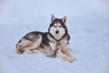 husky lying in the snow