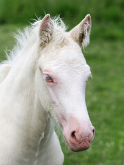 Fototapeta na wymiar Cremello Foal Headshot
