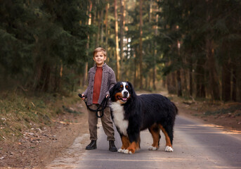 Naklejka na ściany i meble boy stands in the woods on the road with a dog Bernese Mountainside