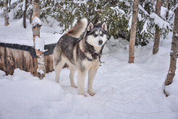 Husky stands at the booth with a chain in a snowy forest
