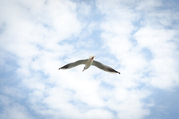 Obraz premium seagull in flight