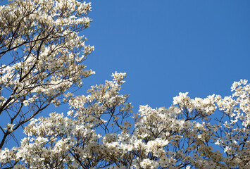 Background image of a white blooming tree canopy and negative space of a blue sky