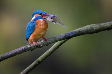 The common kingfisher (Alcedo atthis), also known as the Eurasian kingfisher and river kingfisher.