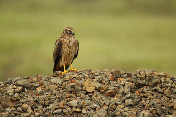 Pallid harrier perched on rocks, Female, Circus macrourus, India