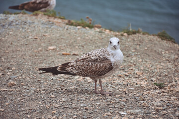 seagulls standing by the sea on a cliff