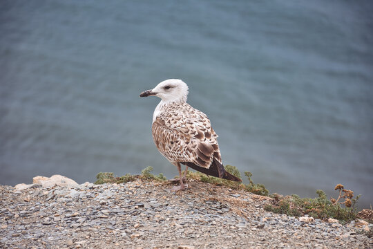 seagull standing by the sea on a cliff