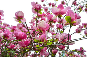 Bloomy magnolia tree