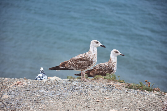 seagulls standing by the sea on a cliff