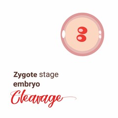 Illustration of zygote stage embryo. zygote cell stage icon. Vector cleavage zygote cell. Illustration cleavage