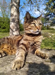 Gatto disteso su una mura