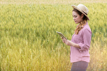 Asian young woman farmer examining in the middle of a wheat field.Modern internet communication quality checking survey technologies.