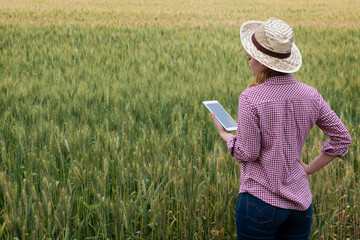 Rear view of Asian young woman farmer standing in Beauty wheat field in sunset. Using digital tablet. Modern internet communication quality checking survey technologies.