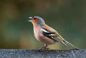 Chaffinch (Fringilla coelebs) singing on the roof