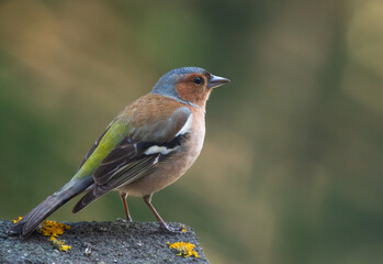 Chaffinch (Fringilla coelebs) on the roof