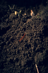 Centipede on the ground