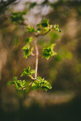 Green leaves bloom on a branch. Spring time of the year. Beautiful background blur.
