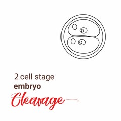 Illustration of zygote stage embryo. zygote cell stage icon. Vector cleavage zygote cell.outline Illustration cleavage