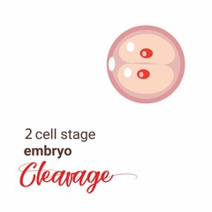 Illustration of zygote stage embryo. zygote cell stage icon. Vector cleavage zygote cell. Illustration cleavage