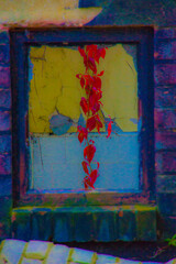 vivid stylised colours picture of red vine framed by window of derelict building
