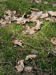 Forest moss and dry leaves on the ground
