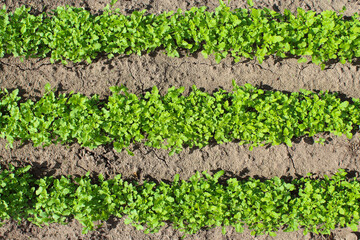 Mustard growing in the garden bed. Close-up. Top view. Background. Texture.