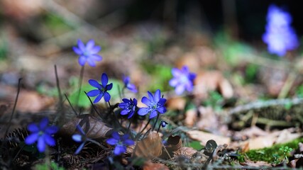 wild forest flowers