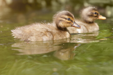 Baby ducks swimming in the water