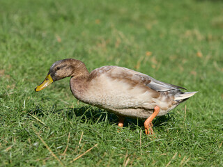 Wild duck running in the grass