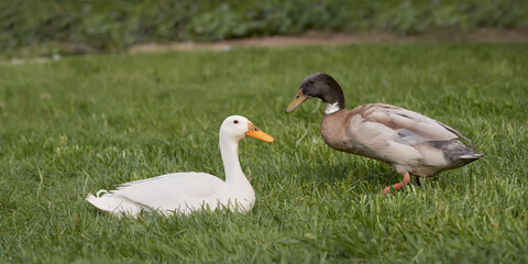 Two Indian runner ducks in the grass