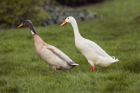 Two Indian runner duck in the grass
