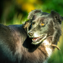 Fototapeta premium border collie teinte verte