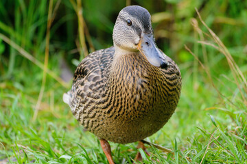 Wild ducks in the park pond and on the shore