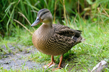 Naklejka na ściany i meble Wild ducks in the park pond and on the shore
